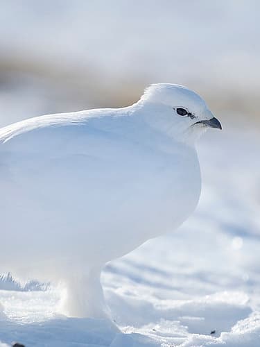 Rock Ptarmigan-during winter in the tundra of Svalbard in Van Mijenfjorden National Park Norway Art Print